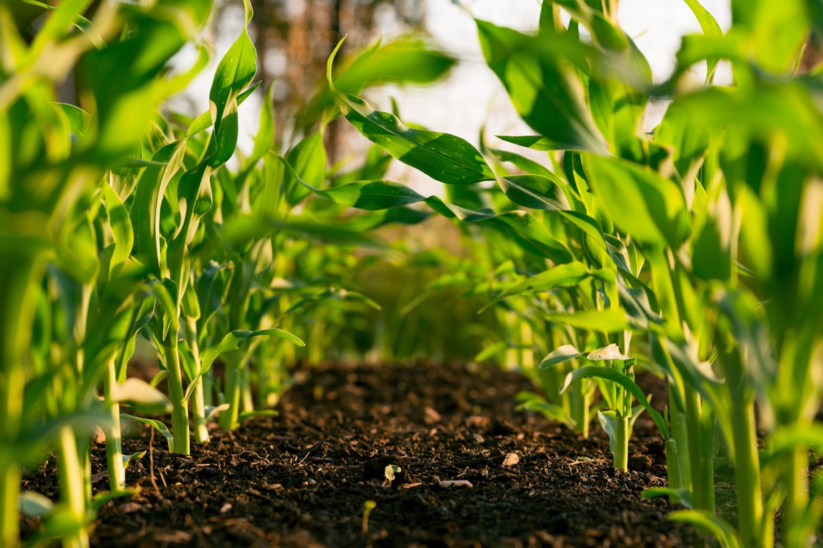 Agriculture & agri-inputs